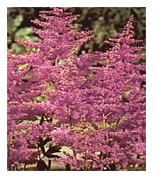 ASTILBE x arendsii 'Amethyst'